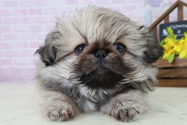 佐賀県のペキニーズ (Coo&RIKU佐賀神埼店/2025年10月20日生まれ/男の子/フォーン)の子犬