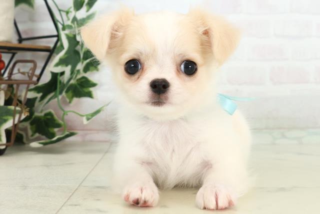 熊本県のチワワ(ロング) (Coo&RIKUカリーノ玉名店/2025年10月20日生まれ/男の子/クリーム)の子犬の1枚目の画像