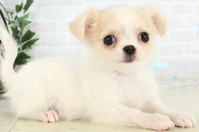 熊本県のチワワ(ロング) (Coo&RIKUカリーノ玉名店/2025年10月20日生まれ/男の子/クリーム)の子犬の2枚目の画像