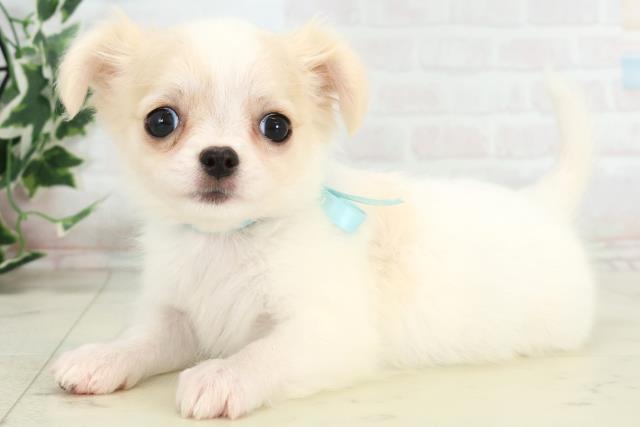 熊本県のチワワ(ロング) (Coo&RIKUカリーノ玉名店/2025年10月20日生まれ/男の子/クリーム)の子犬の3枚目の画像