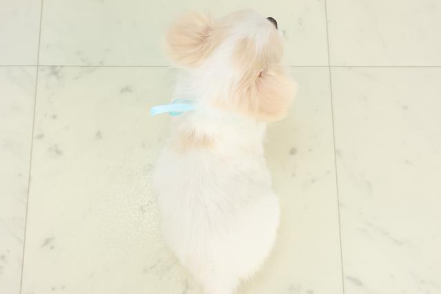 熊本県のチワワ(ロング) (Coo&RIKUカリーノ玉名店/2025年10月20日生まれ/男の子/クリーム)の子犬の4枚目の画像