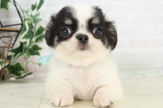 福岡県のチワワ(ロング) (Coo&RIKU行橋店/2025年10月20日生まれ/男の子/ホワイトブラックタン)の子犬の1枚目の画像