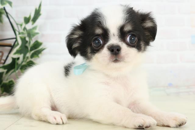 福岡県のチワワ(ロング) (Coo&RIKU行橋店/2025年10月20日生まれ/男の子/ホワイトブラックタン)の子犬の2枚目の画像