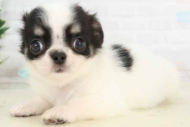 福岡県のチワワ(ロング) (Coo&RIKU行橋店/2025年10月20日生まれ/男の子/ホワイトブラックタン)の子犬の3枚目の画像