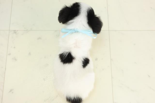 福岡県のチワワ(ロング) (Coo&RIKU行橋店/2025年10月20日生まれ/男の子/ホワイトブラックタン)の子犬の4枚目の画像