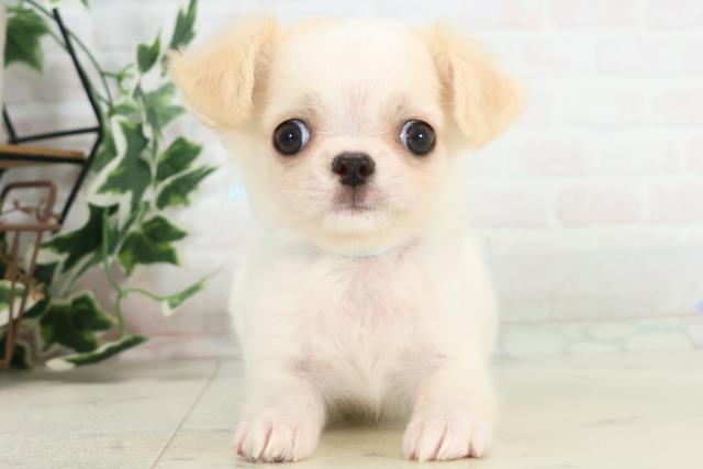 チワワ（ロングコート）