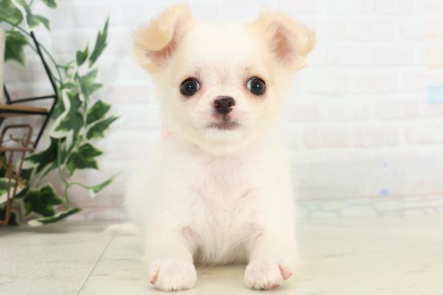 福岡県のチワワ(ロング) (Coo&RIKU黒崎店/2025年10月20日生まれ/女の子/クリーム)の子犬の1枚目の画像