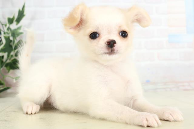 福岡県のチワワ(ロング) (Coo&RIKU黒崎店/2025年10月20日生まれ/女の子/クリーム)の子犬の2枚目の画像