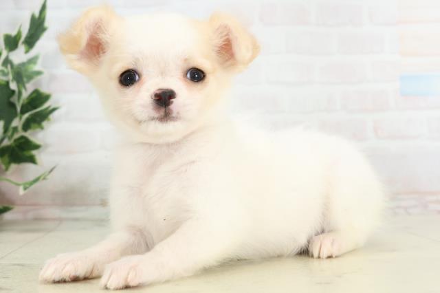 福岡県のチワワ(ロング) (Coo&RIKU黒崎店/2025年10月20日生まれ/女の子/クリーム)の子犬の3枚目の画像