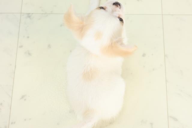 福岡県のチワワ(ロング) (Coo&RIKU黒崎店/2025年10月20日生まれ/女の子/クリーム)の子犬の4枚目の画像