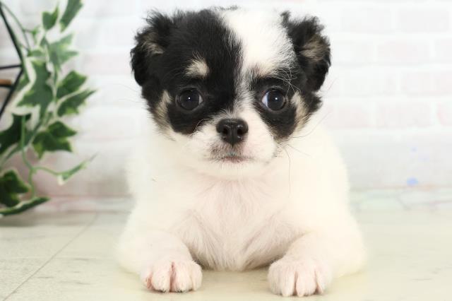 宮崎県のチワワ(ロング) (Coo&RIKU宮崎店/2025年10月20日生まれ/女の子/ブラックホワイト)の子犬の1枚目の画像