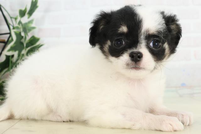 宮崎県のチワワ(ロング) (Coo&RIKU宮崎店/2025年10月20日生まれ/女の子/ブラックホワイト)の子犬の2枚目の画像