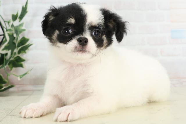 宮崎県のチワワ(ロング) (Coo&RIKU宮崎店/2025年10月20日生まれ/女の子/ブラックホワイト)の子犬の3枚目の画像