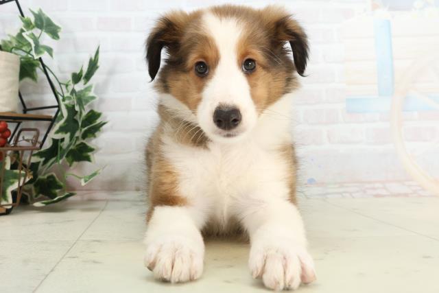 福岡県のシェットランドシープドッグ (Coo&RIKU小倉店/2025年10月21日生まれ/女の子/セーブルホワイト)の子犬の1枚目の画像