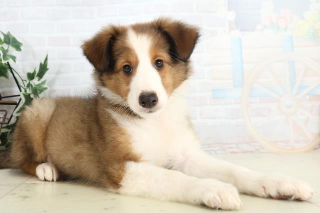 福岡県のシェットランドシープドッグ (Coo&RIKU小倉店/2025年10月21日生まれ/女の子/セーブルホワイト)の子犬の2枚目の画像