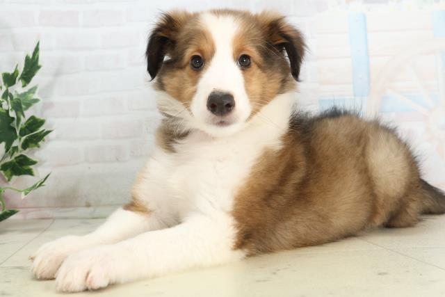 福岡県のシェットランドシープドッグ (Coo&RIKU小倉店/2025年10月21日生まれ/女の子/セーブルホワイト)の子犬の3枚目の画像