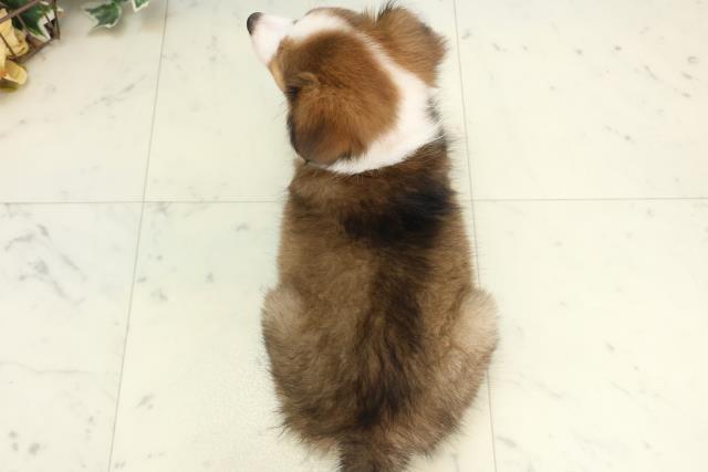 福岡県のシェットランドシープドッグ (Coo&RIKU小倉店/2025年10月21日生まれ/女の子/セーブルホワイト)の子犬の4枚目の画像