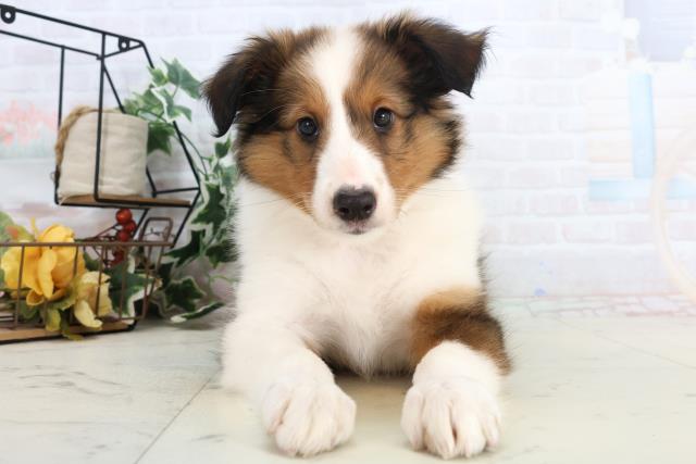 熊本県のシェットランドシープドッグ (Coo&RIKU熊本店/2025年10月21日生まれ/女の子/セーブルホワイト)の子犬