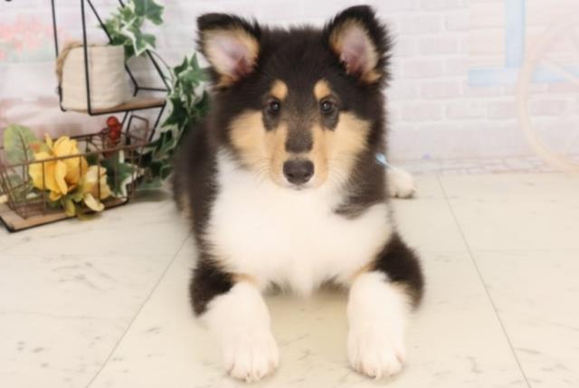 鹿児島県のボーダーコリー (Coo&RIKU鹿児島店/2025年10月1日生まれ/男の子/ブラックホワイトタン)の子犬の1枚目の画像