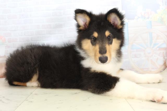 鹿児島県のボーダーコリー (Coo&RIKU鹿児島店/2025年10月1日生まれ/男の子/ブラックホワイトタン)の子犬の2枚目の画像