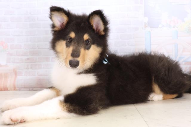 鹿児島県のボーダーコリー (Coo&RIKU鹿児島店/2025年10月1日生まれ/男の子/ブラックホワイトタン)の子犬の3枚目の画像