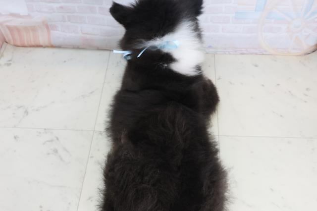 鹿児島県のボーダーコリー (Coo&RIKU鹿児島店/2025年10月1日生まれ/男の子/ブラックホワイトタン)の子犬の4枚目の画像