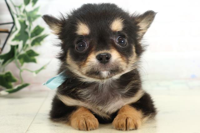 長崎県のチワワ(ロング) (Coo&RIKU大村店/2025年10月16日生まれ/男の子/ブラックタン)の子犬の1枚目の画像