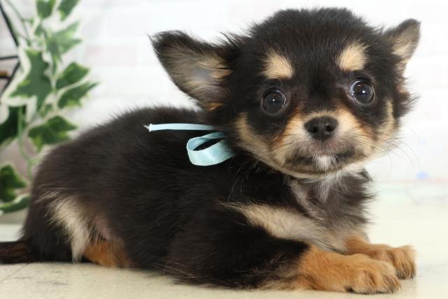 長崎県のチワワ(ロング) (Coo&RIKU大村店/2025年10月16日生まれ/男の子/ブラックタン)の子犬の2枚目の画像