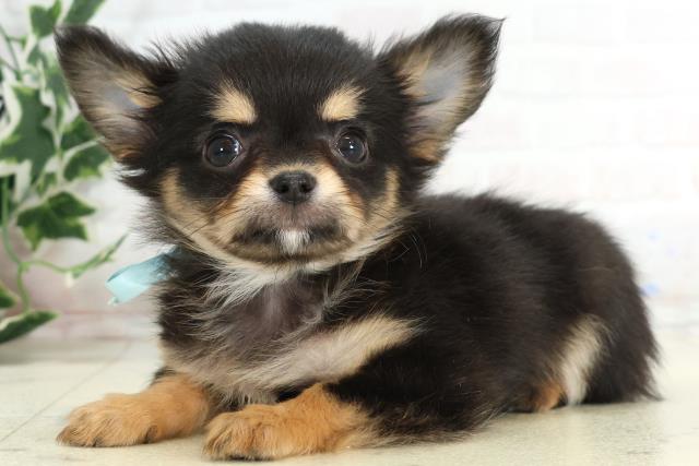 長崎県のチワワ(ロング) (Coo&RIKU大村店/2025年10月16日生まれ/男の子/ブラックタン)の子犬の3枚目の画像