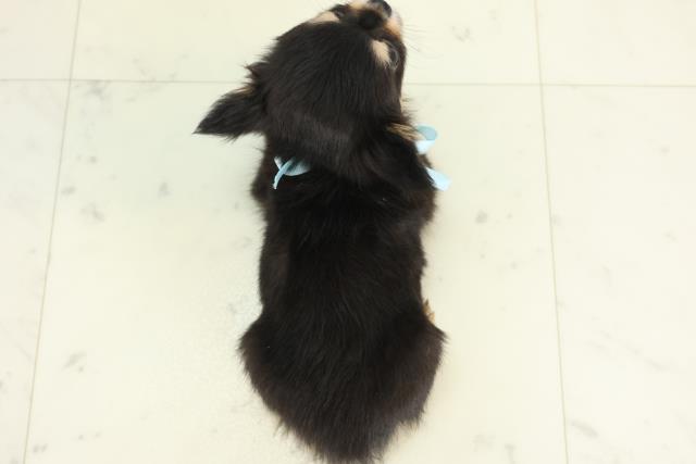 長崎県のチワワ(ロング) (Coo&RIKU大村店/2025年10月16日生まれ/男の子/ブラックタン)の子犬の4枚目の画像