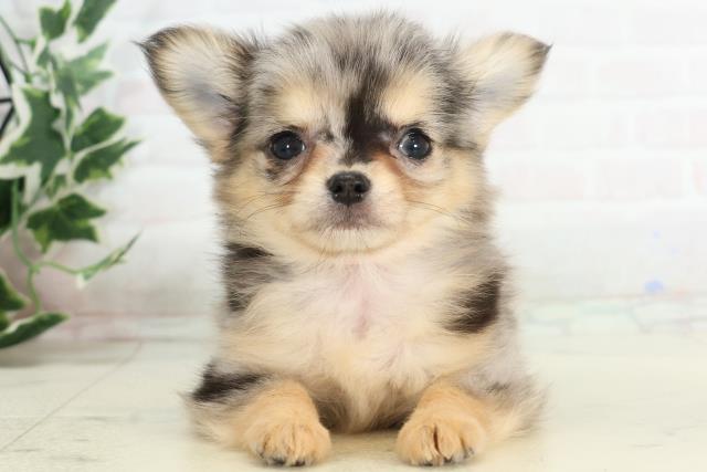 福岡県のチワワ(ロング) (Coo&RIKU行橋店/2025年10月16日生まれ/女の子/ブルーマール)の子犬の1枚目の画像