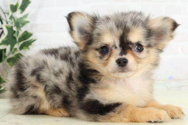 福岡県のチワワ(ロング) (Coo&RIKU行橋店/2025年10月16日生まれ/女の子/ブルーマール)の子犬の2枚目の画像