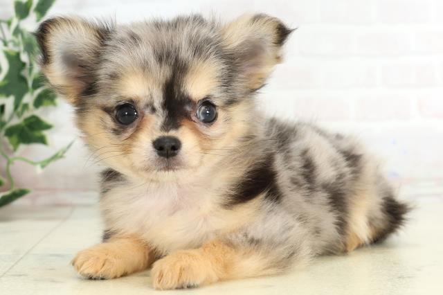 福岡県のチワワ(ロング) (Coo&RIKU行橋店/2025年10月16日生まれ/女の子/ブルーマール)の子犬の3枚目の画像