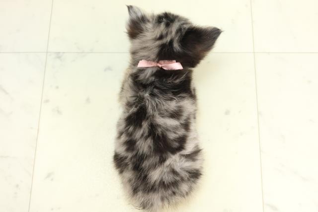 福岡県のチワワ(ロング) (Coo&RIKU行橋店/2025年10月16日生まれ/女の子/ブルーマール)の子犬の4枚目の画像