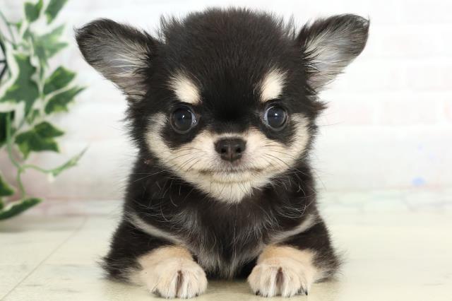 チワワ（ロングコート）