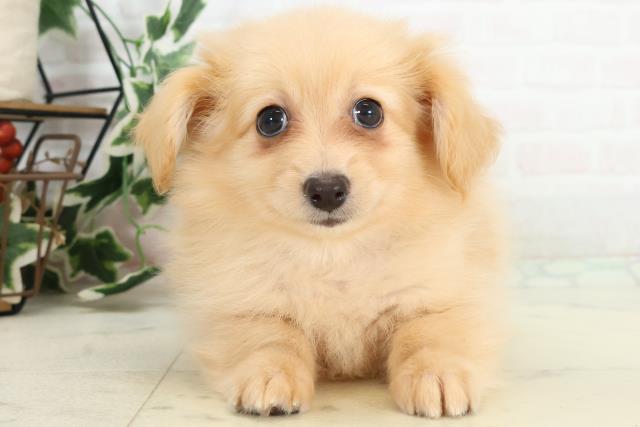 福岡県のポメックス(ポメラニアン×ダックス) (Coo&RIKU小倉店/2025年10月16日生まれ/男の子/クリーム)の子犬の1枚目の画像