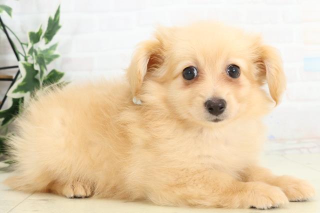 福岡県のポメックス(ポメラニアン×ダックス) (Coo&RIKU小倉店/2025年10月16日生まれ/男の子/クリーム)の子犬の2枚目の画像