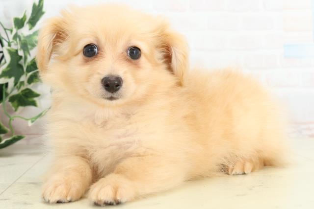 福岡県のポメックス(ポメラニアン×ダックス) (Coo&RIKU小倉店/2025年10月16日生まれ/男の子/クリーム)の子犬の3枚目の画像