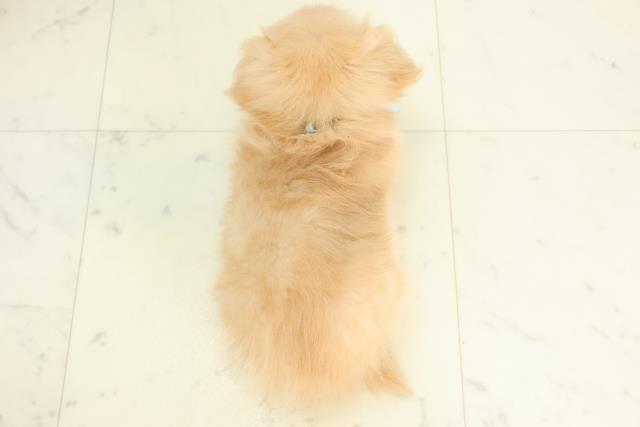 福岡県のポメックス(ポメラニアン×ダックス) (Coo&RIKU小倉店/2025年10月16日生まれ/男の子/クリーム)の子犬の4枚目の画像