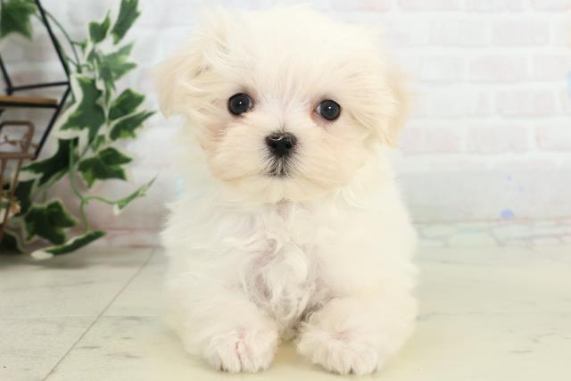 福岡県のマルチーズ (Coo&RIKU小倉店/2025年10月16日生まれ/男の子/ホワイト)の子犬の1枚目の画像