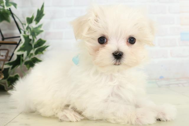 福岡県のマルチーズ (Coo&RIKU小倉店/2025年10月16日生まれ/男の子/ホワイト)の子犬の2枚目の画像