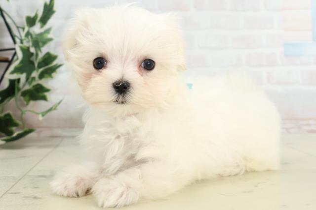 福岡県のマルチーズ (Coo&RIKU小倉店/2025年10月16日生まれ/男の子/ホワイト)の子犬の3枚目の画像