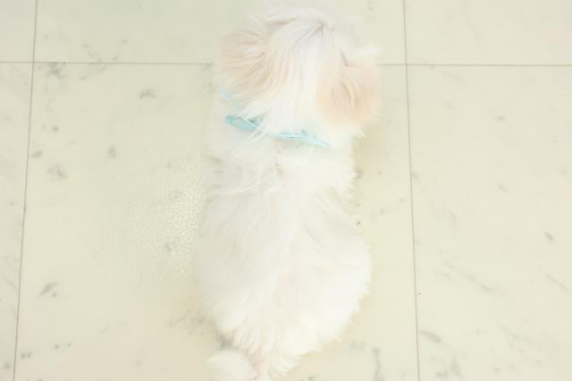 福岡県のマルチーズ (Coo&RIKU小倉店/2025年10月16日生まれ/男の子/ホワイト)の子犬の4枚目の画像