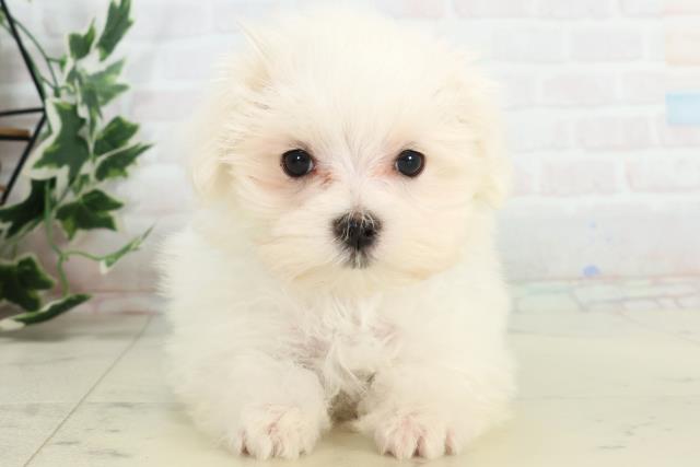 大分県のマルチーズ (Coo&RIKU大分店/2025年10月16日生まれ/男の子/ホワイト)の子犬の1枚目の画像