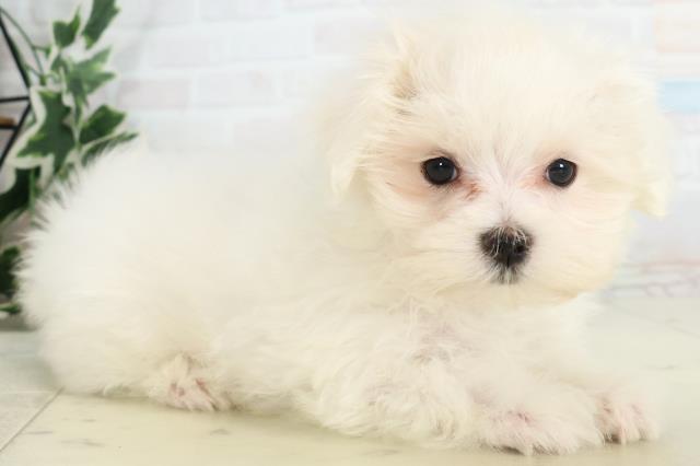 大分県のマルチーズ (Coo&RIKU大分店/2025年10月16日生まれ/男の子/ホワイト)の子犬の2枚目の画像