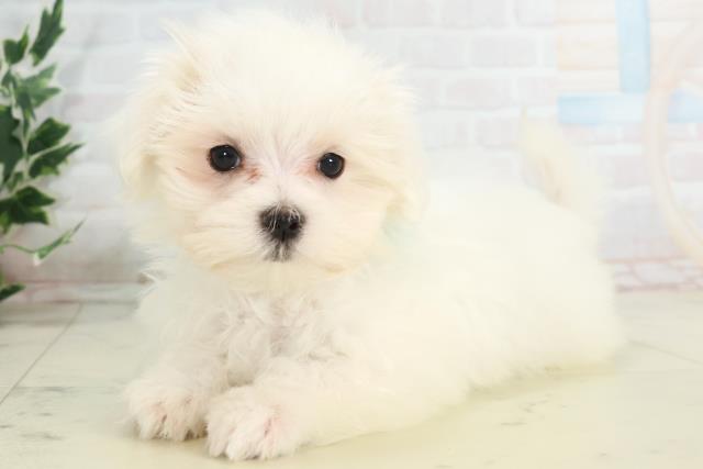 大分県のマルチーズ (Coo&RIKU大分店/2025年10月16日生まれ/男の子/ホワイト)の子犬の3枚目の画像