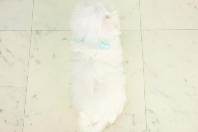 大分県のマルチーズ (Coo&RIKU大分店/2025年10月16日生まれ/男の子/ホワイト)の子犬の4枚目の画像