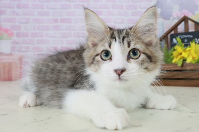 福岡県のメインクーン (Coo&RIKU福岡東店/2025年9月19日生まれ/男の子/ブラウンタビーホワイト)の子猫の2枚目の画像