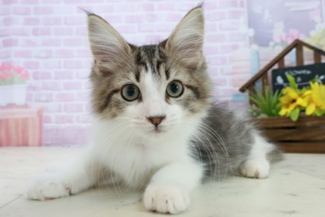 福岡県のメインクーン (Coo&RIKU福岡東店/2025年9月19日生まれ/男の子/ブラウンタビーホワイト)の子猫の3枚目の画像