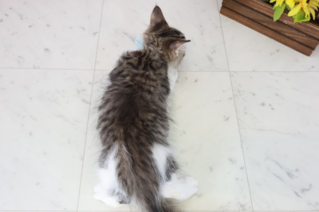 福岡県のメインクーン (Coo&RIKU福岡東店/2025年9月19日生まれ/男の子/ブラウンタビーホワイト)の子猫の4枚目の画像